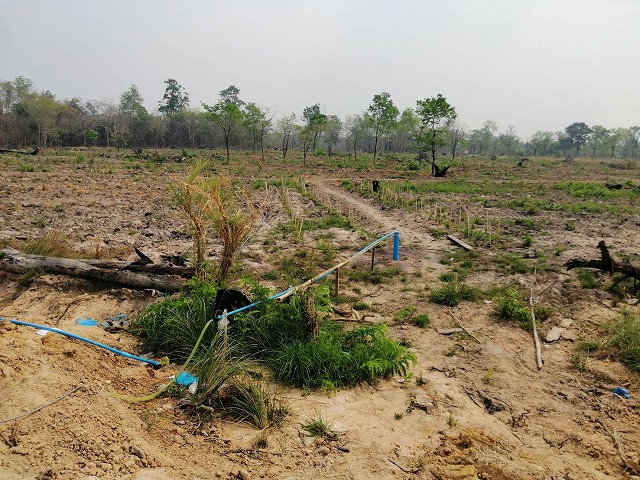 Tree water supply 