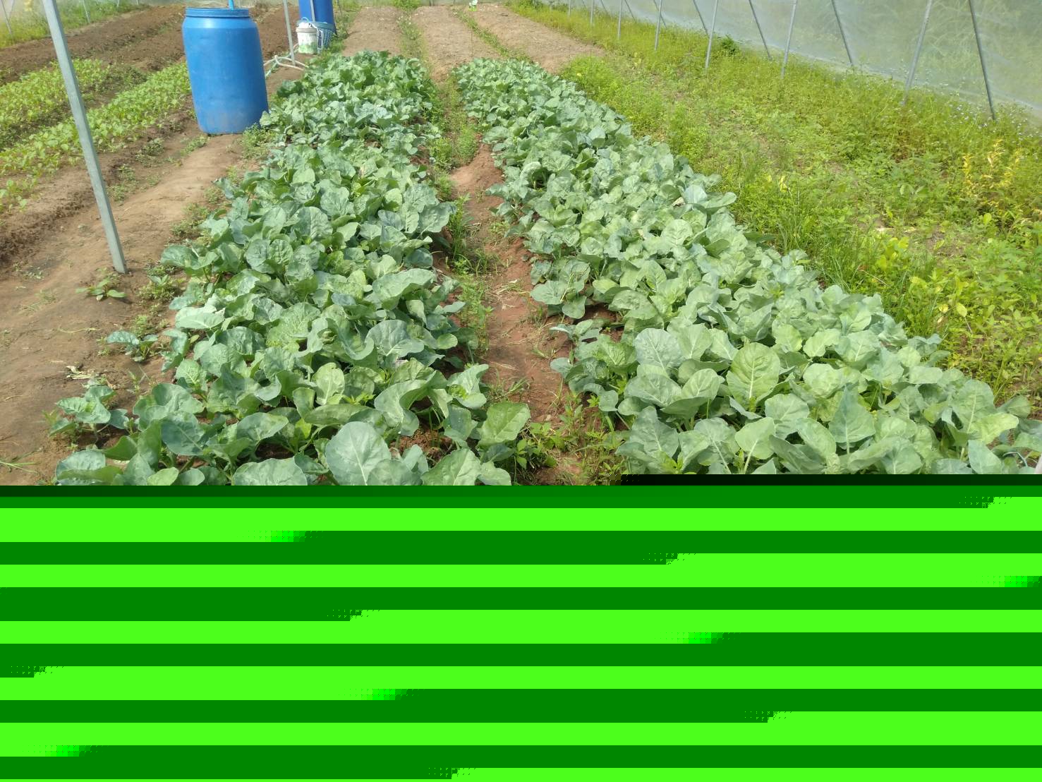野菜もこのとおりです