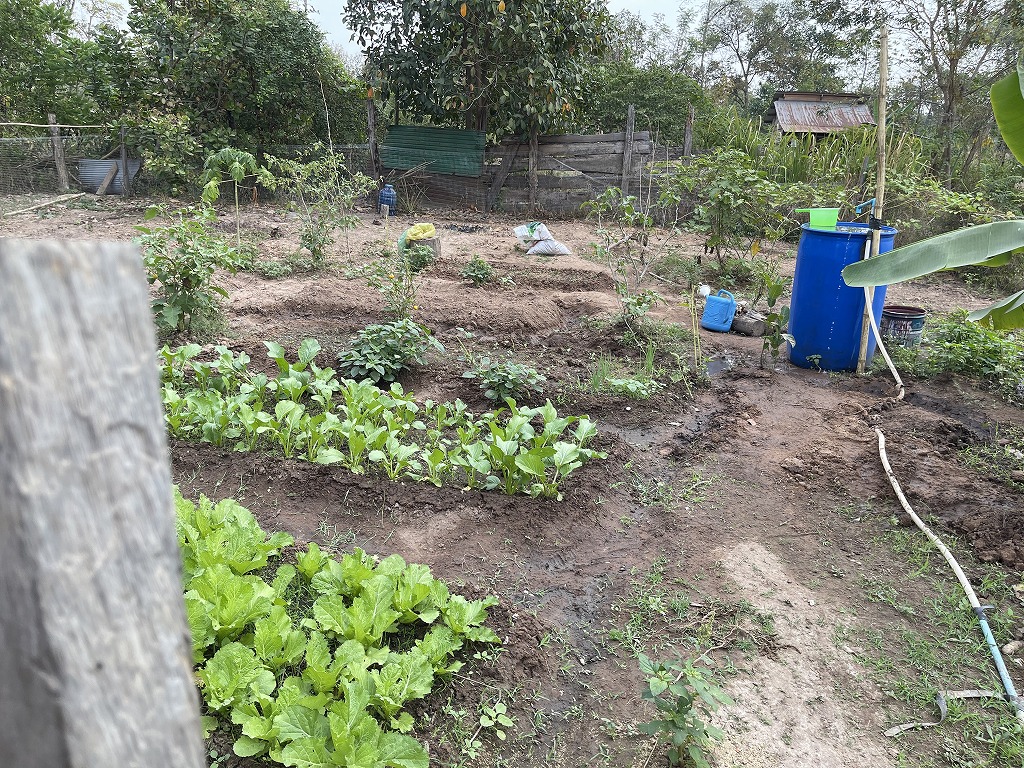 Dry season vegetable cultivation continues this year too