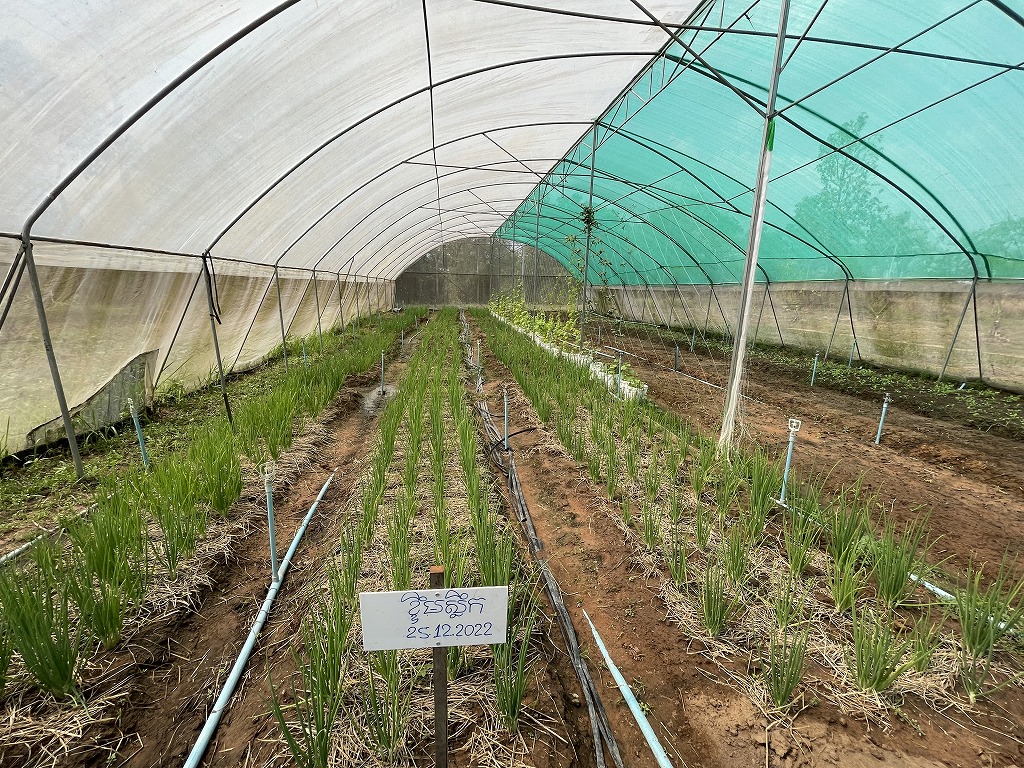 Lots of vegetables even in the dry season