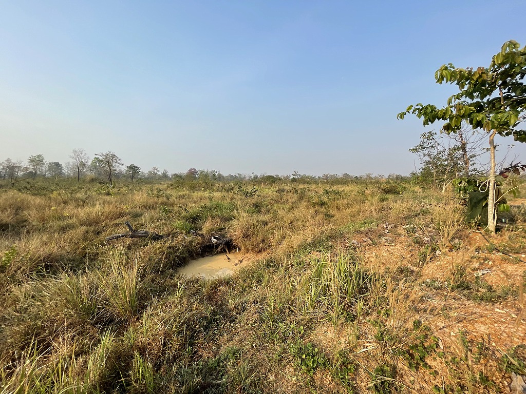 2020 Tree Planting Growth 3 Wetlands