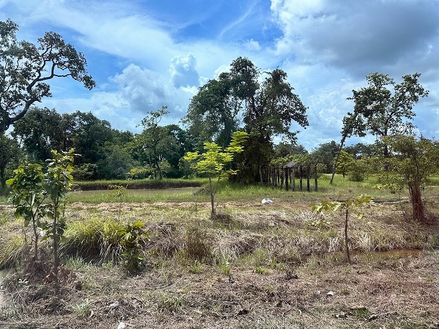 Growth of previously planted trees