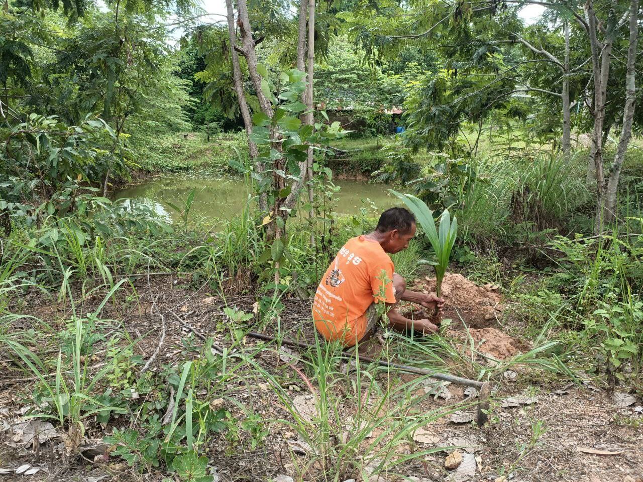 coconut tree planting