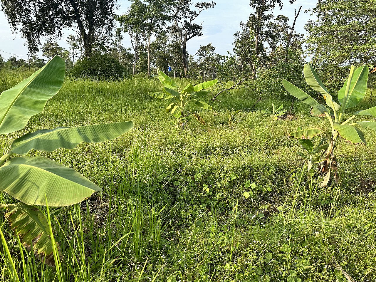 coconut tree planting 2