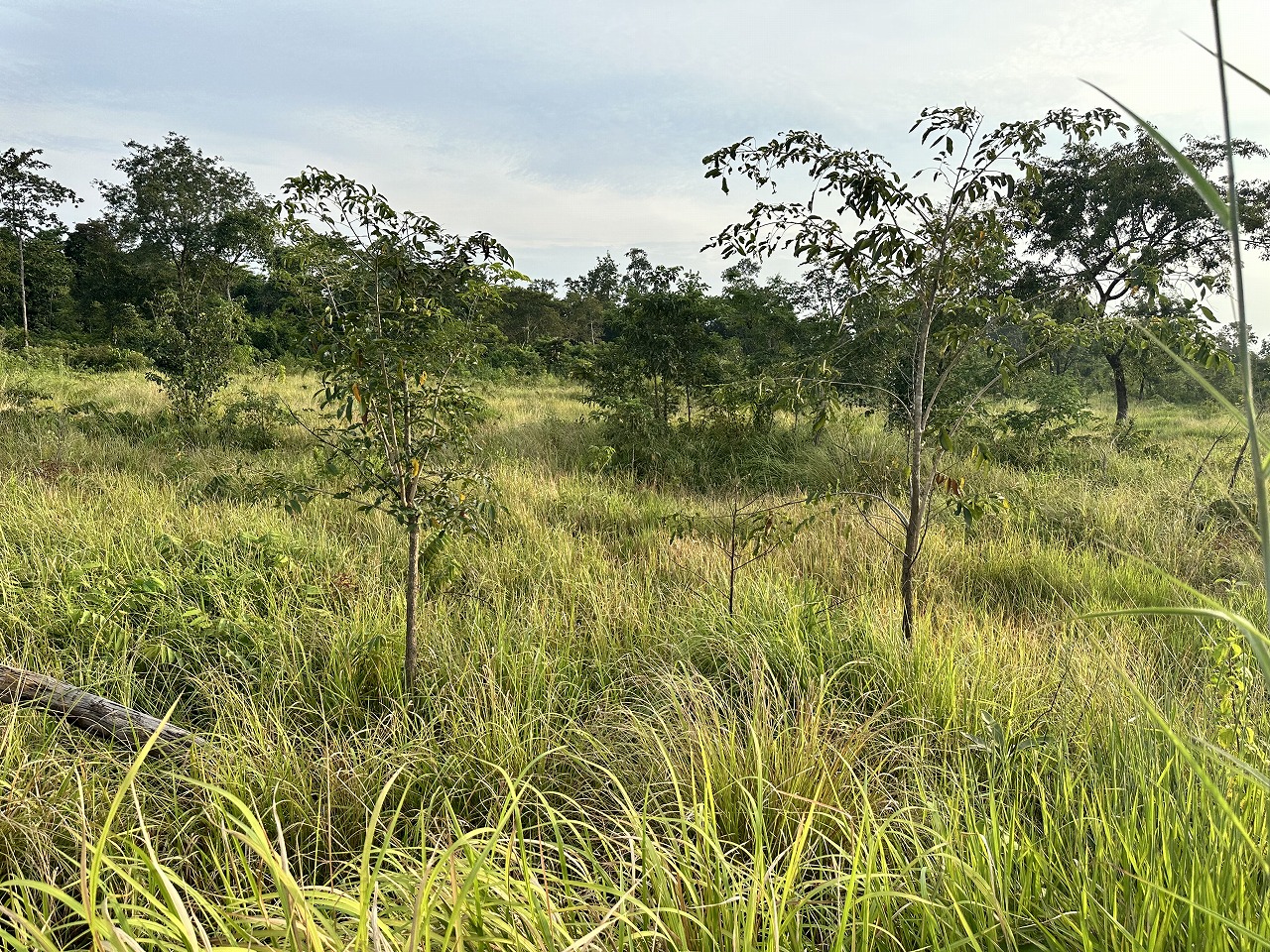 Growth of trees planted in 2020