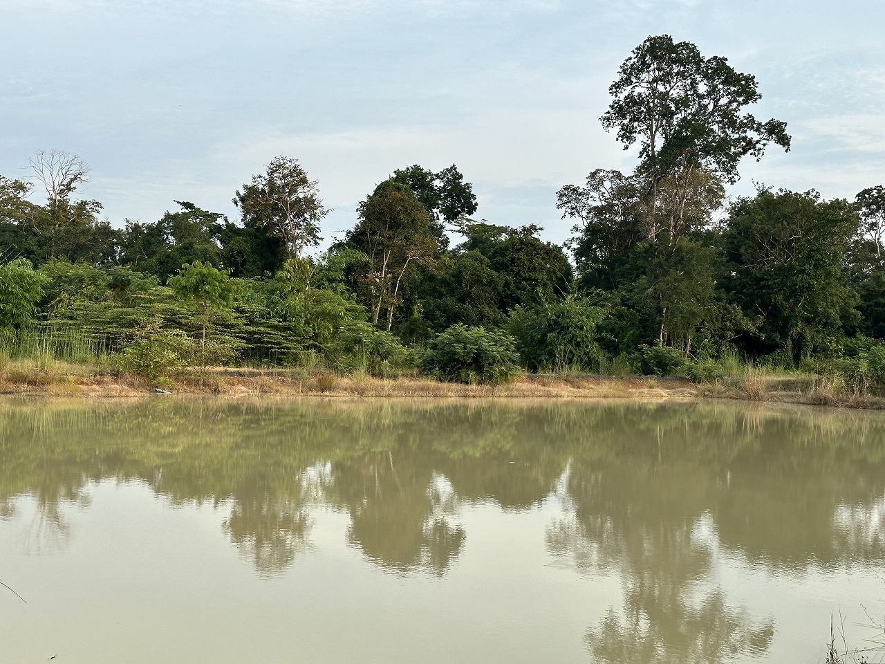 Growth of trees planted in 2020 2