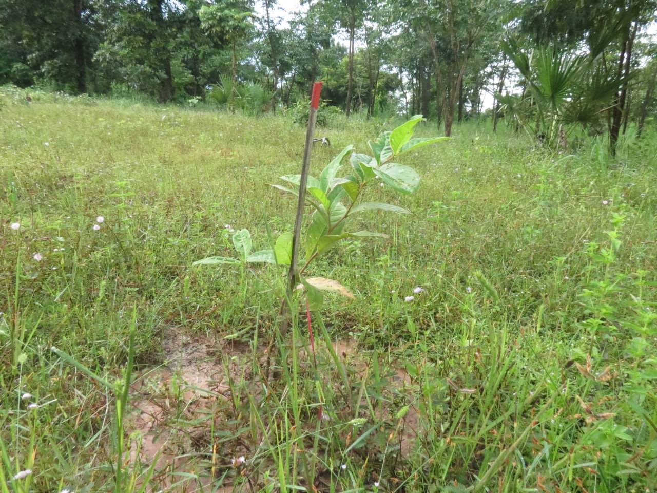 植樹後4カ月の苗木