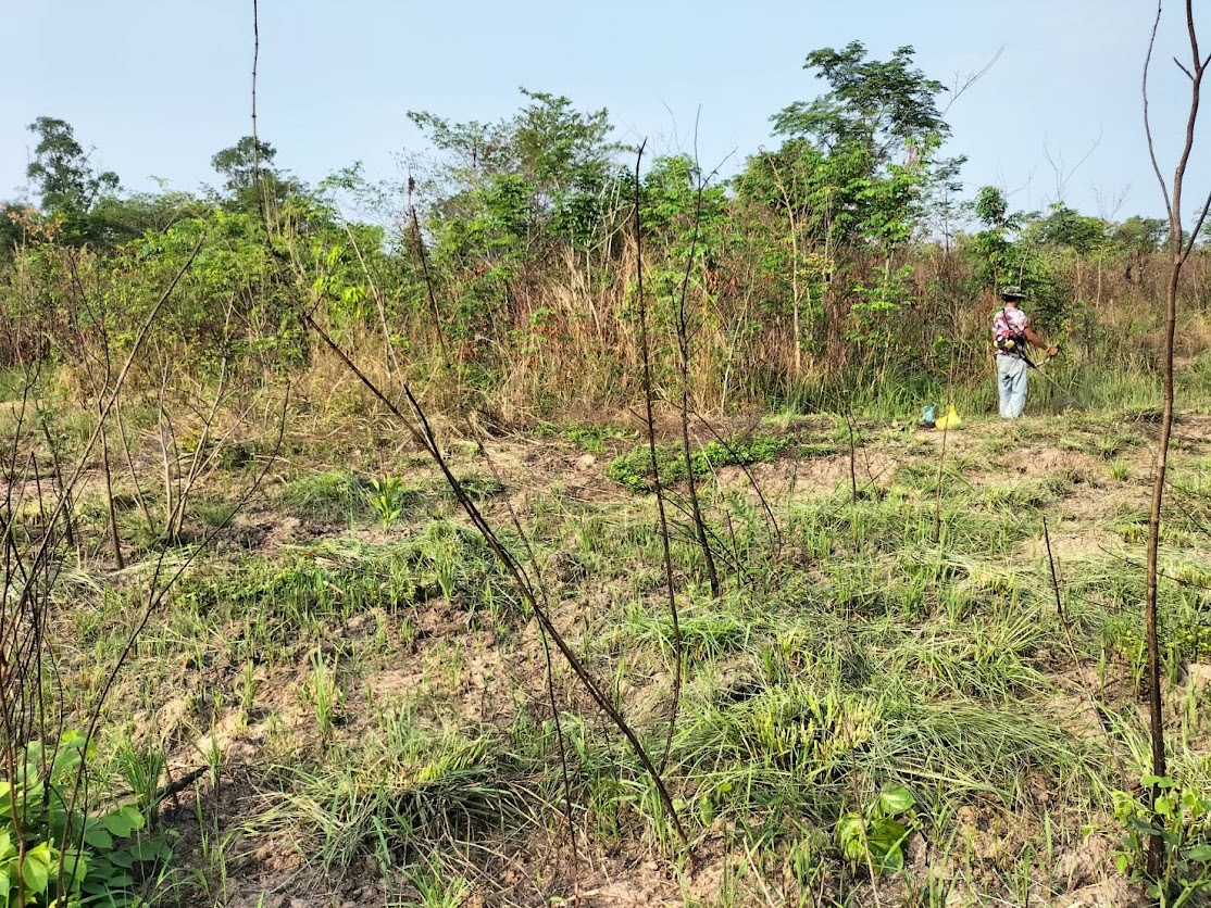 2023年植樹区域の除草作業