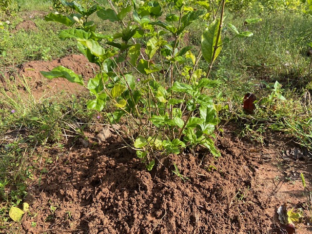 植替え苗木の植樹